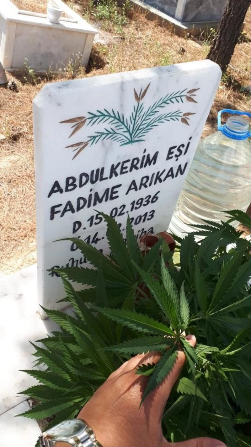 Anneanne ve dedesinin mezarına kenevir ekti
