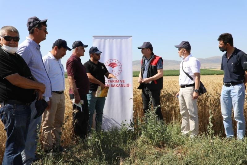 Yerli ve milli ekmeklik buğday çeşitleri için Tarla Günü
