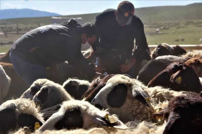 Hayvanlar kenelere karşı ilaçlanıyor
