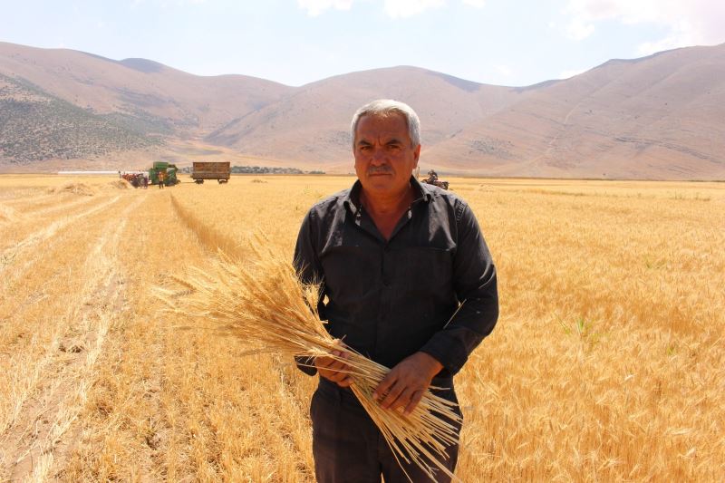 Ata tohumlarının hasadı yapıldı
