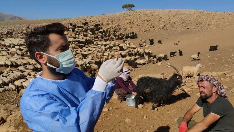 Sağlık çalışanları dağ tepe demeden çobanları aşılıyor
