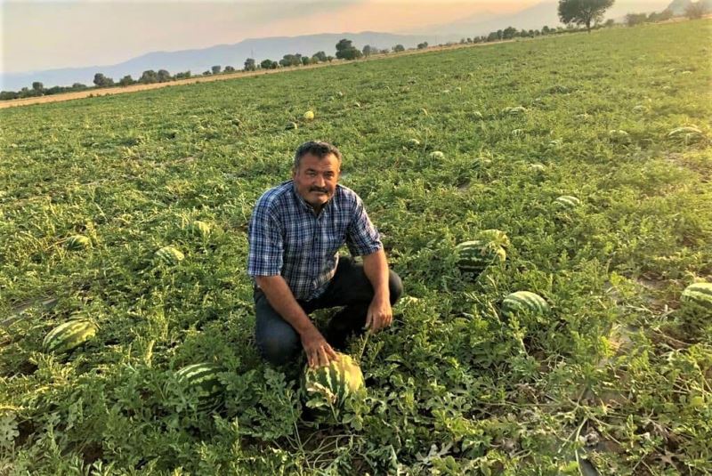 Meşhur Dodurga karpuzunda hasat başladı
