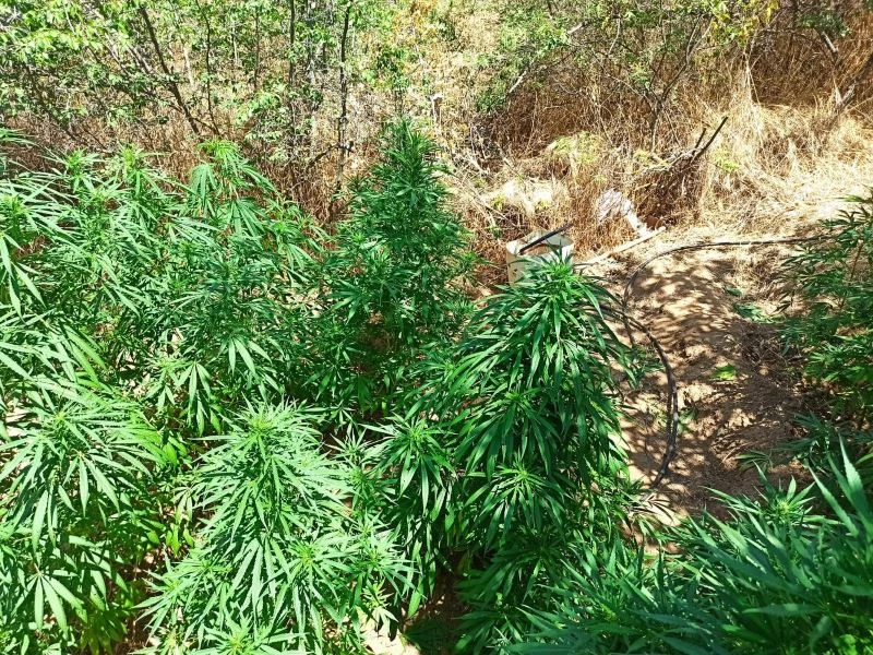 Zeytinlikte kenevir operasyonu
