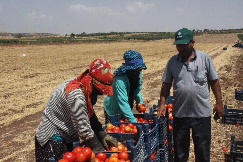 Kurban Bayramı öncesi domates üreticisi talebe yetişemiyor
