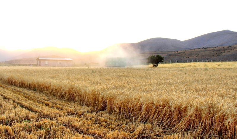 Kahramanmaraş’ta ekinler biçilmeye başladı
