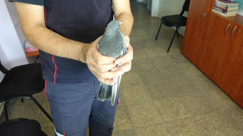 Tabelaya sıkışan yavru güvercini itfaiye kurtardı
