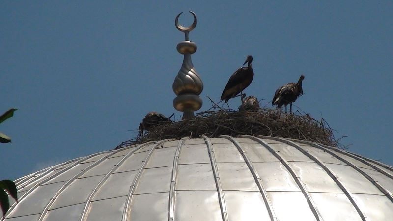 (Özel) Sıcak hava leylekleri de vurdu, sanayideki atık yağlarla serinlemeye çalışan leyleklerin rengi siyaha döndü
