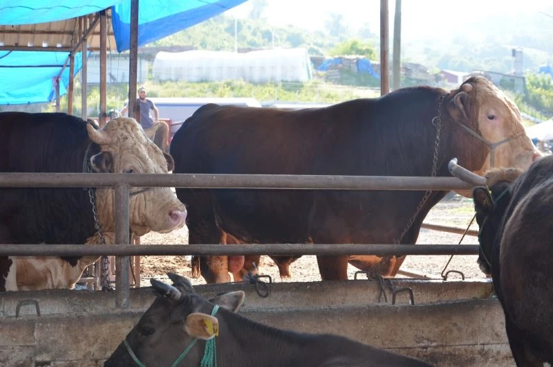İkiz boğalar pazarın gözdesi oldu
