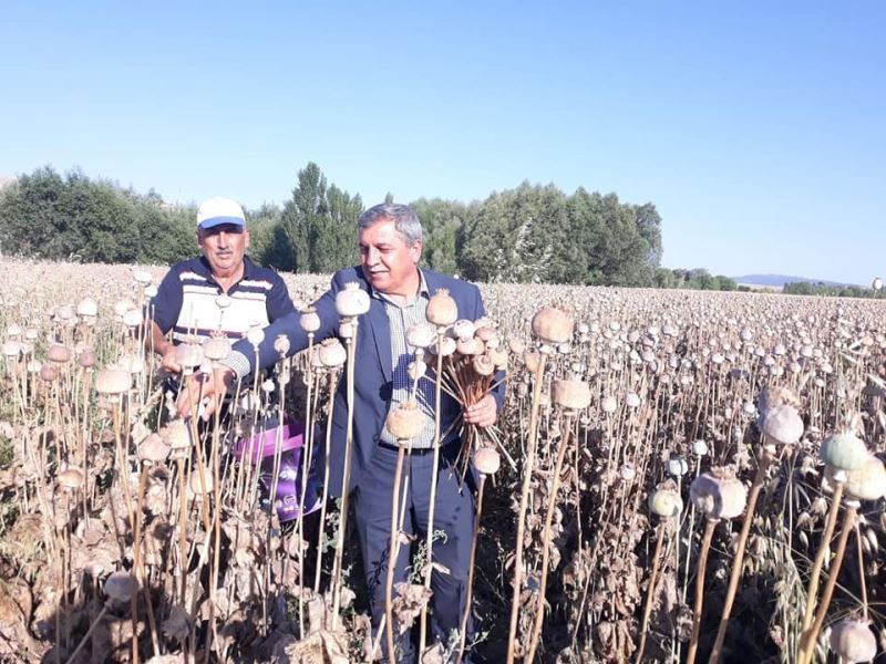 Altıntaş’ta haşhaş hasadı başladı
