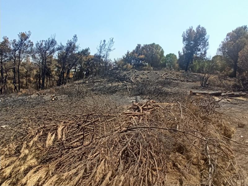 Foça’da yanan 73 hektarlık ormanlık alan yeniden yeşilendirilecek
