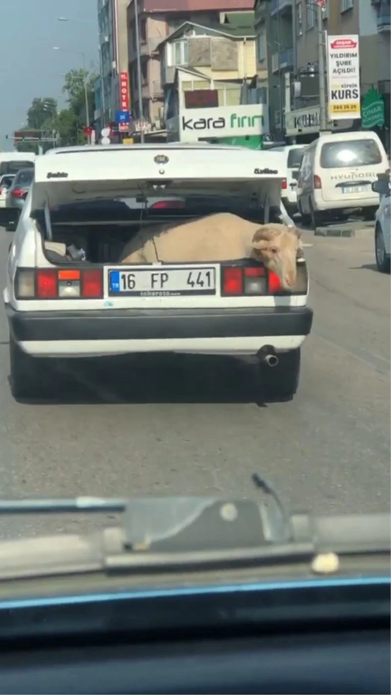 Bagajda yolculuk yapan koyun kameralara yansıdı
