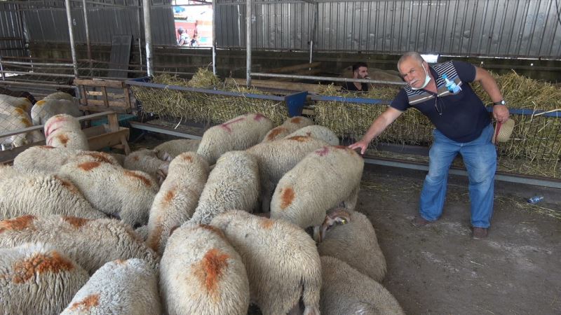 “Hastalıktan ari bölge” olan Kırklareli kurbanlığına yoğun ilgi
