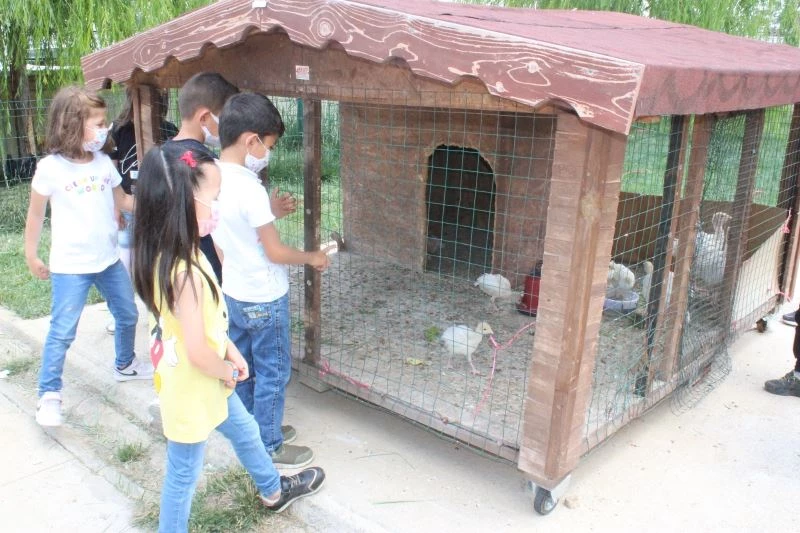 Bu tavukların sahibi anasınıfı öğrencileri
