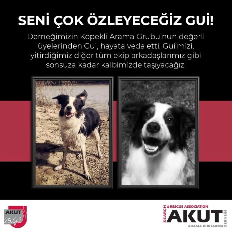 AKUT’un emektar arama köpeği Gui hayatını kaybetti
