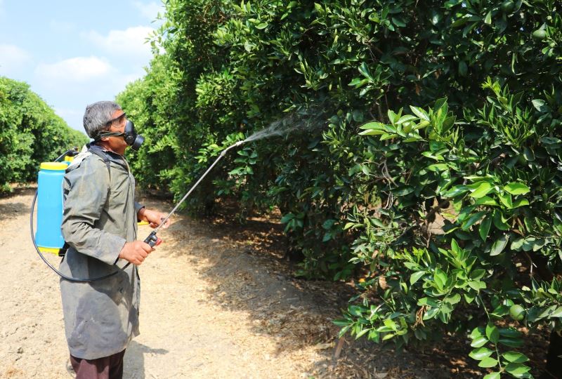 Narenciyenin kabusu ’Akdeniz meyve sineği’ne karşı ilaçlama seferberliği
