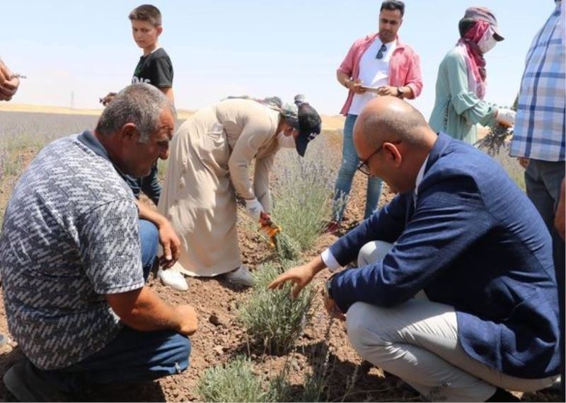 Kurtalan’da lavanta bahçelerinde ilk hasat heyecanı
