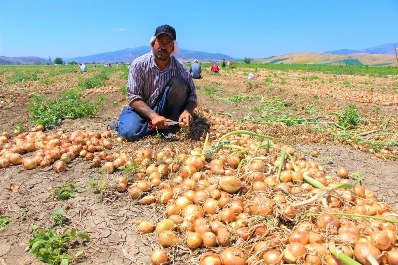 Tarlada soğanın fiyatı sudan ucuz
