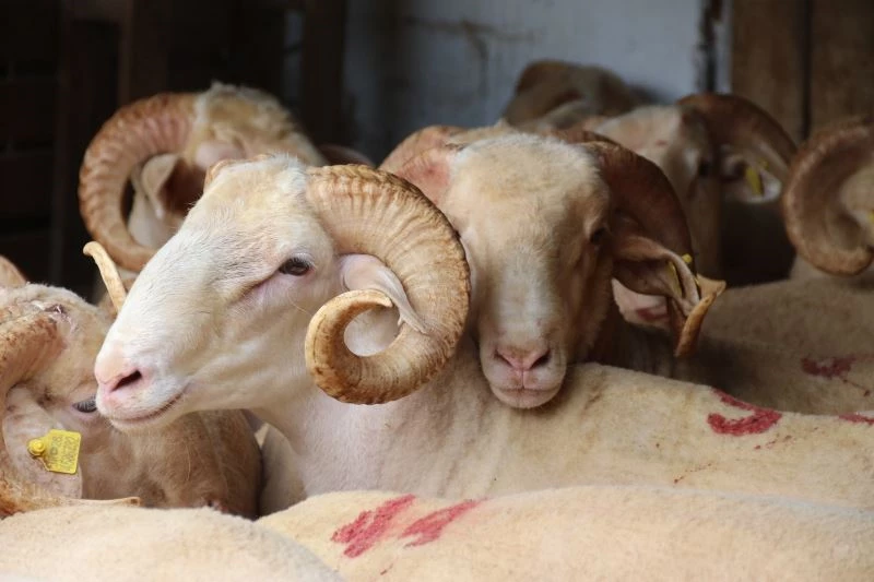  Üreticiden küçükbaşta düşük fiyatlı hayvan uyarısı
