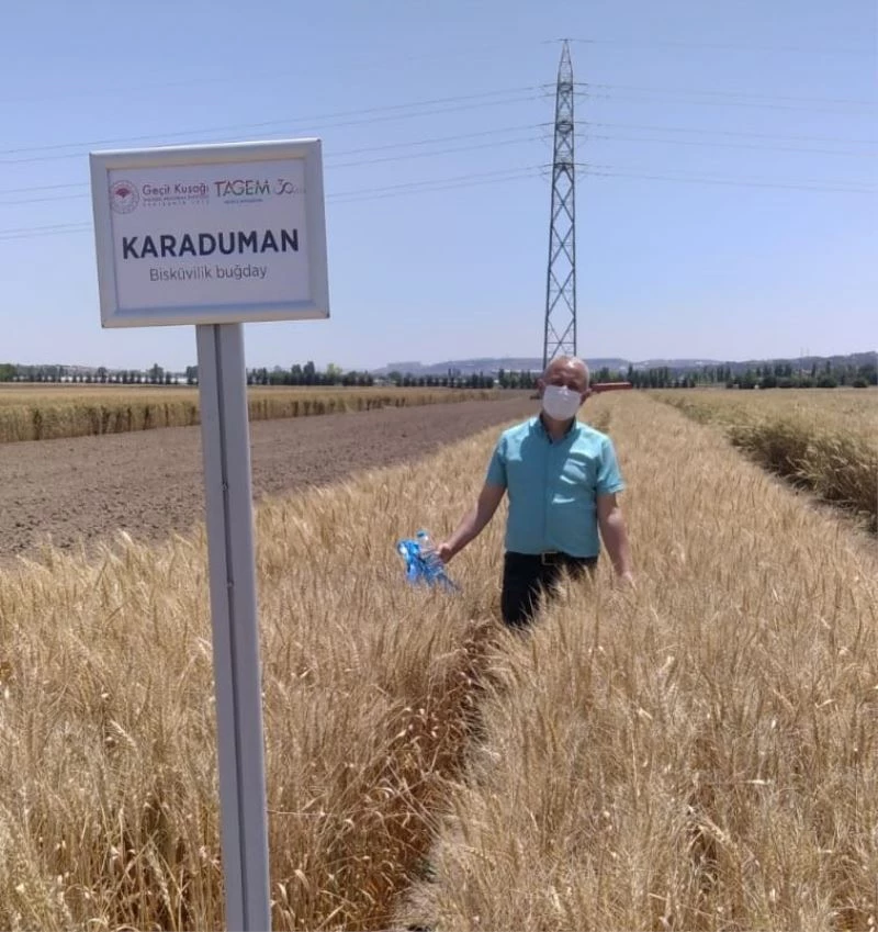 Bisküvilik buğday çeşit adayı tescil edildi
