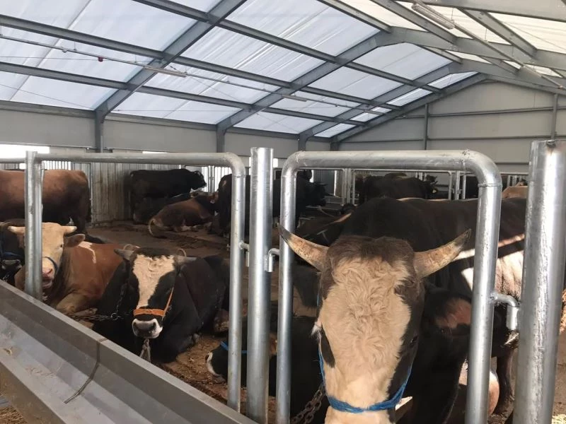 Arnavutköy Belediyesi’nin hijyenik kurban kesim alanına büyük ilgi
