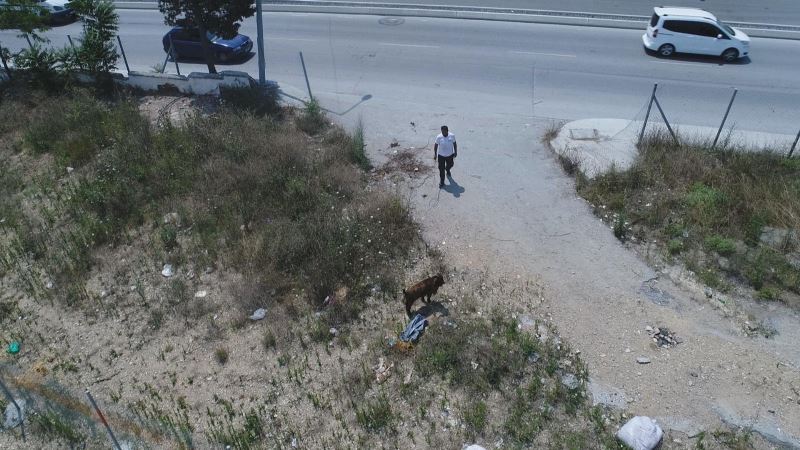  Sultangazi’de kaçan kurbanlığı yakalama çabası drone ile görüntülendi
