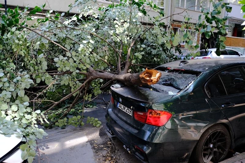 Ünlü oyuncunun lüks aracının üzerine ağaç devrildi
