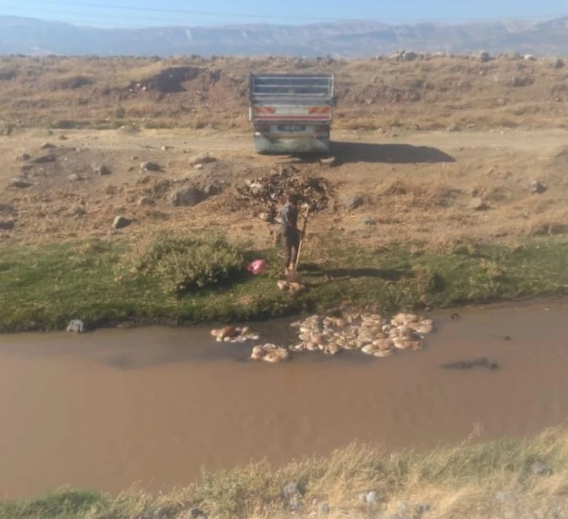 Kurbanlık hayvanların atıklarını akarsuya attılar
