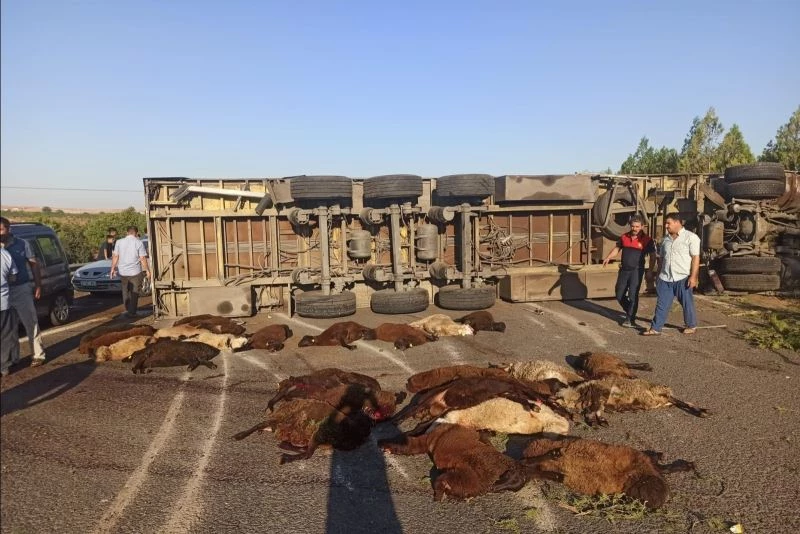 Devrilen tırdaki 42 küçükbaş hayvan telef oldu
