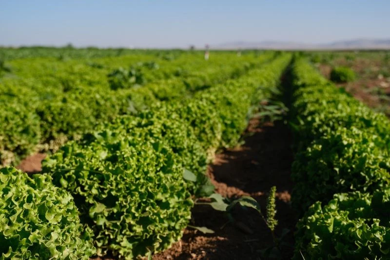 Konya Ovası’nda alternatif ürün marul üretimi artıyor
