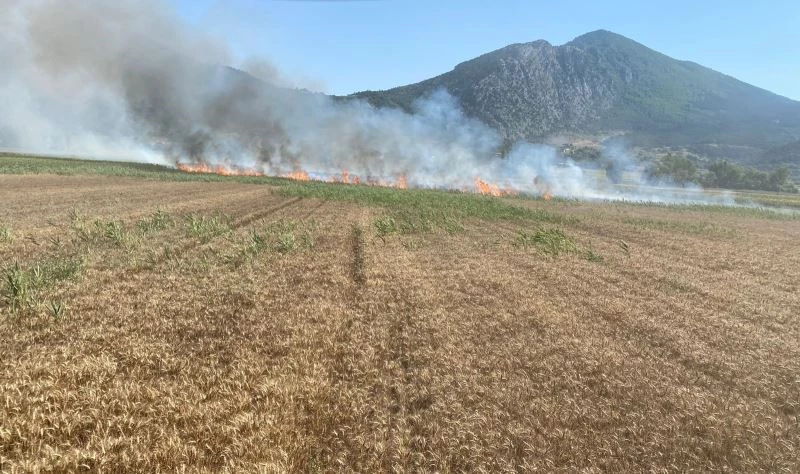 Elektrik direğinden çıkan kıvılcımlar 15 dönüm buğday tarlasını küle çevirdi
