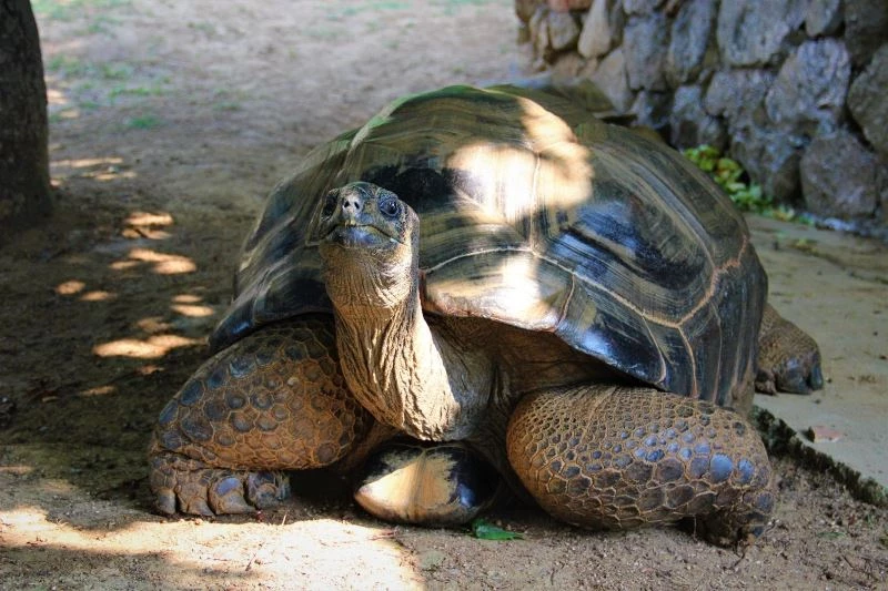 Bu kaplumbağa Cumhuriyet ile yaşıt

