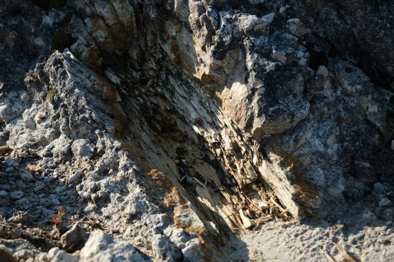 (Özel) 25 milyon yıllık fosil ağaç ormanı ilgi bekliyor
