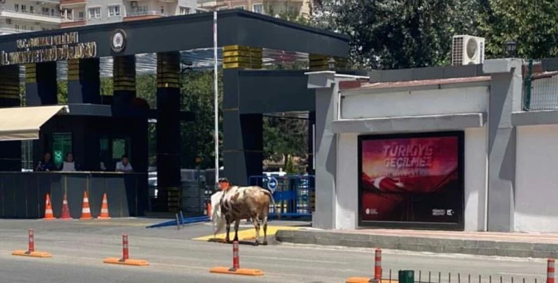 Batman’da kaçan kurbanlık polis, zabıta ve vatandaşları peşinden koşturdu
