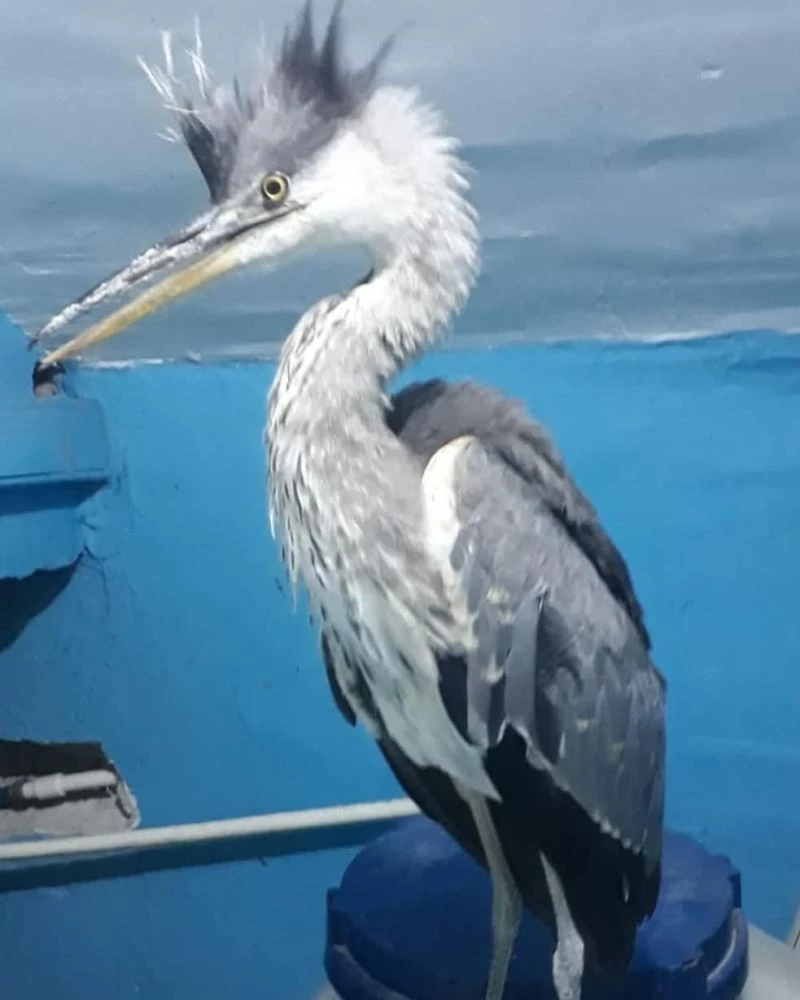 Yuvadan düşen yavru Gri Balıkçıl tedavi altına alındı
