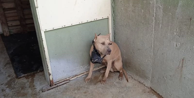 Pitbullun saldırısına uğrayan 2 kişi hastanelik oldu
