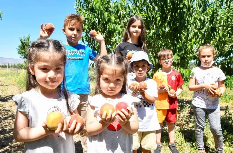Meyveler çocukların emeği ile olgunlaşıyor
