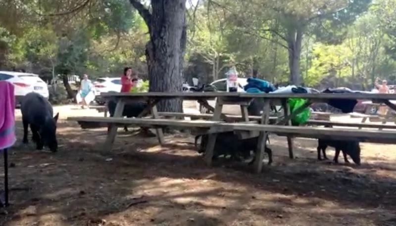 Milli Park’taki domuzlar tatilcilerin arasında dolaşmaya başladı
