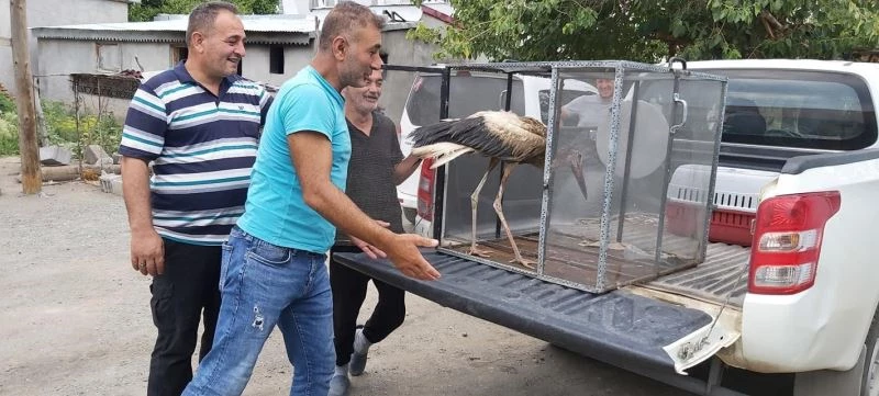Leylek ve Ebabil kuşu tedavi altına alındı
