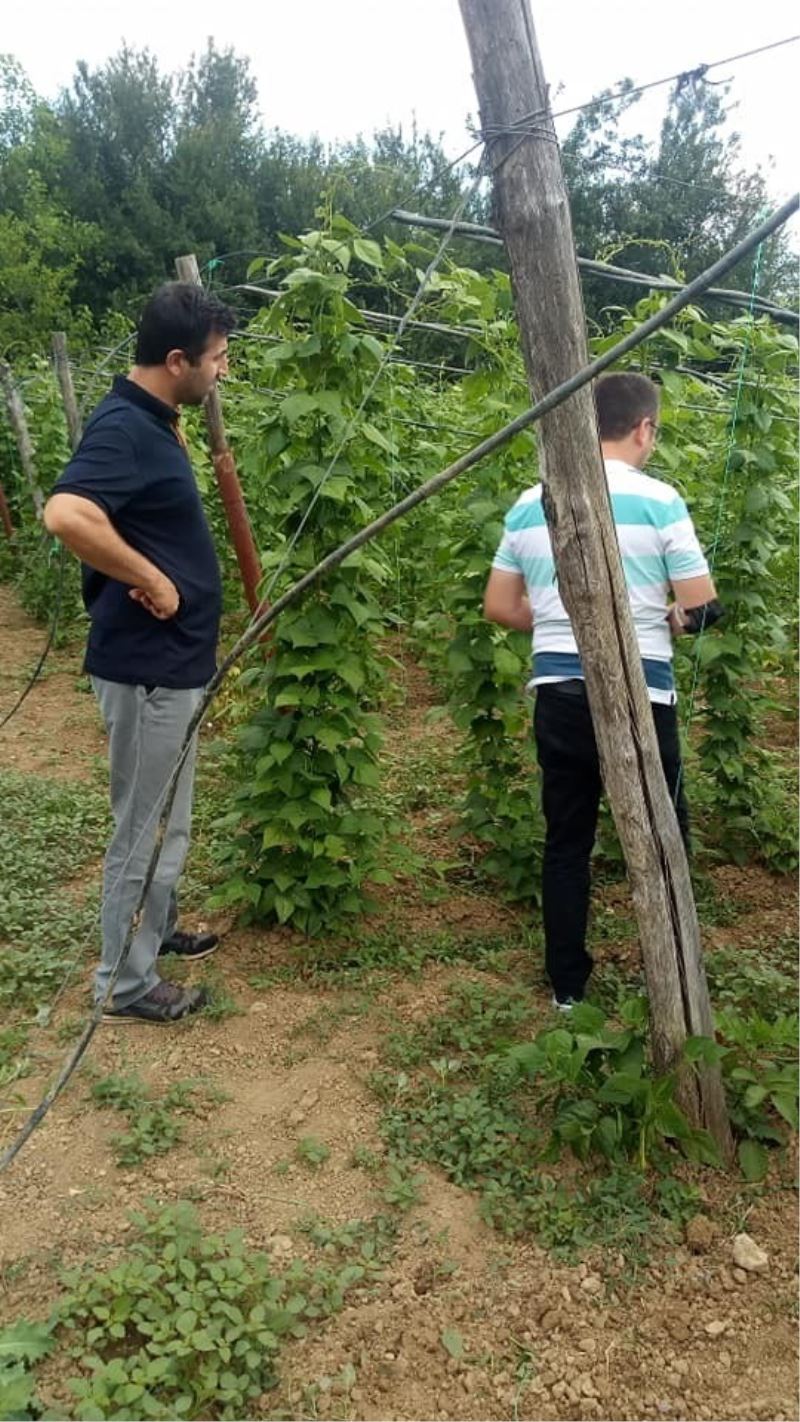 Şerbetçi otu bitkisinde hasat dönemi yaklaştı
