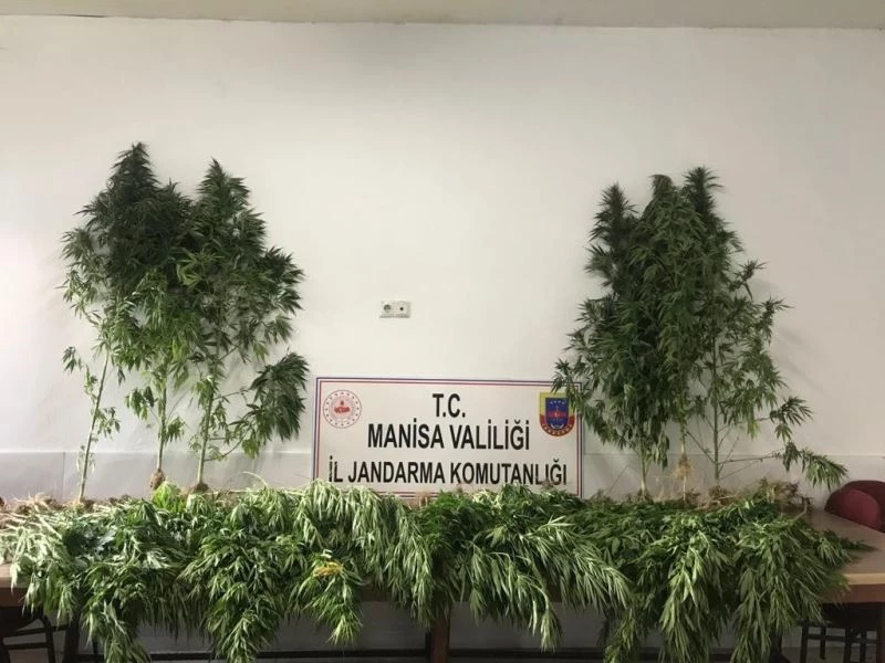 Manisa’da ormanlık alanda 287 kök kenevir ele geçirildi
