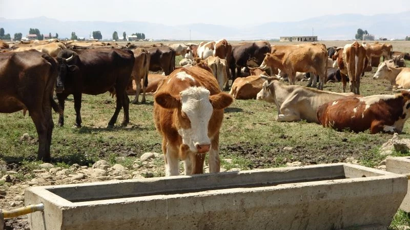 Tarım ve hayvancılığa sağlanan destekle hayvanlarda hastalığa rastlanmıyor
