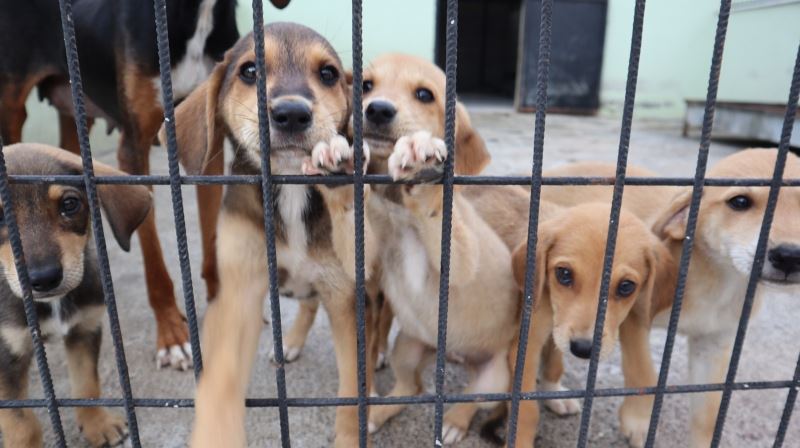 Düzce’de 122 köpek sahiplendirildi
