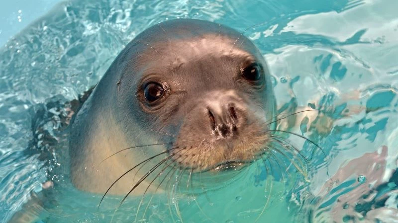 Yunanistan’ın ünlü foku Kostis zıpkınla öldürüldü

