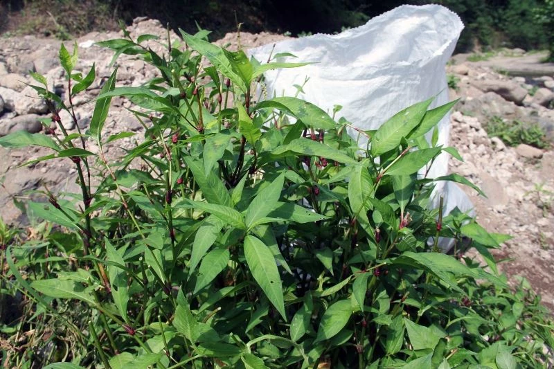 Bu ot şifa arayanların umudu oldu
