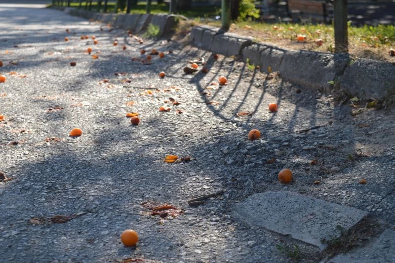 Yürek sızlatan meyve israfı
