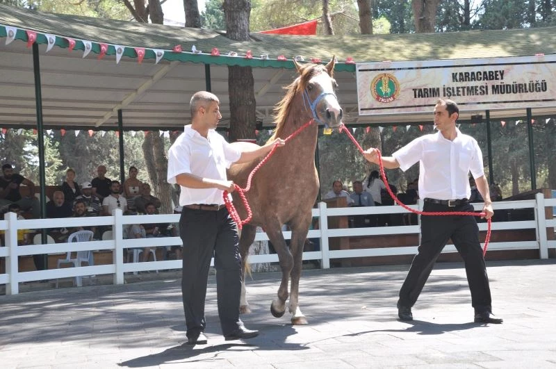 TİGEM tay satışından tek seferde 3 milyon 112 bin TL’lik gelir elde etti
