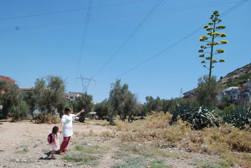 (Özel) 100 yılda bir çiçek açan sabır otu İzmir’de çiçeklendi
