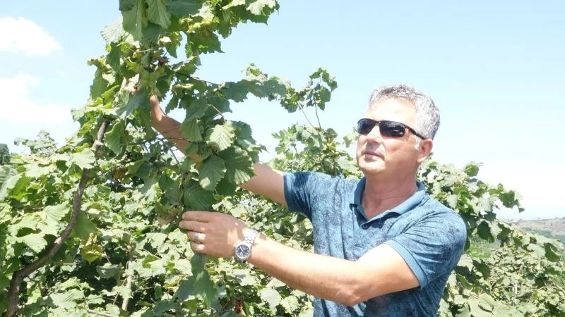 Türkiye’de 16 ilde 720 bin hektar alanda yaklaşık 500 bin çiftçi fındık üretimi yapıyor
