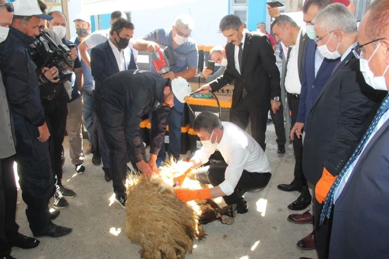 Malatya Valisi Baruş, koyun kırktı
