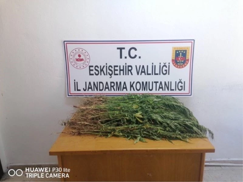 Ekili vaziyette bin 100 kök kenevir ele geçirildi
